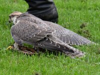 Ger- und Sakerfalke 041